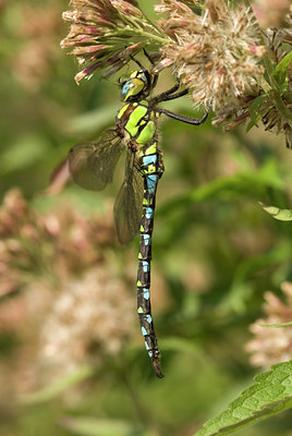 BUITEN BEELD Foto: 53550