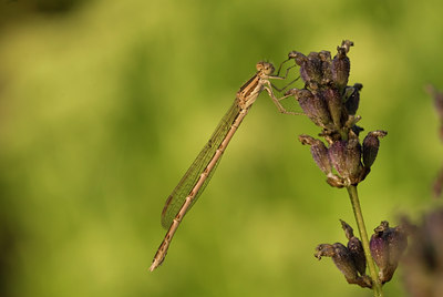 BUITEN BEELD Foto: 53551