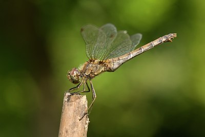 BUITEN BEELD Foto: 53552