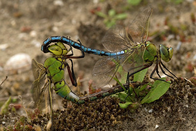 BUITEN BEELD Foto: 53554