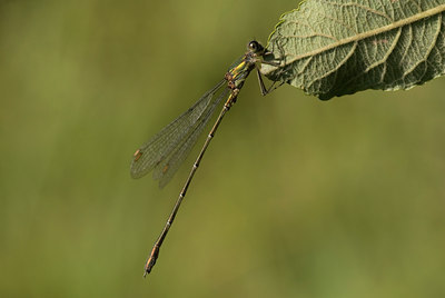 BUITEN BEELD Foto: 53558