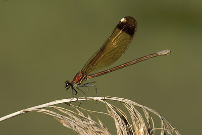 BUITEN BEELD Foto: 53562