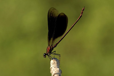 BUITEN BEELD Foto: 53563