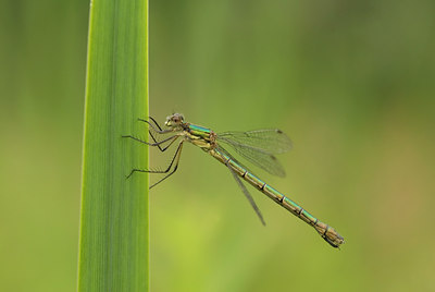 BUITEN BEELD Foto: 53566