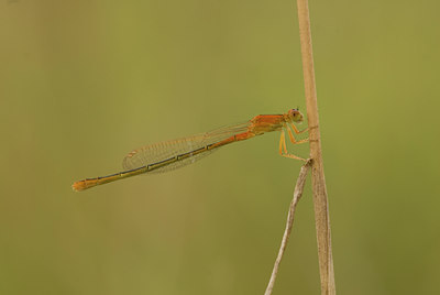 BUITEN BEELD Foto: 53567