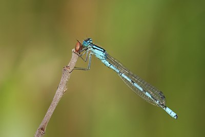 BUITEN BEELD Foto: 53569