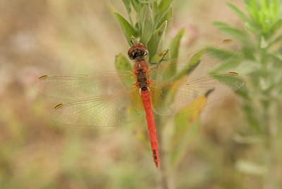 BUITEN BEELD Foto: 53579