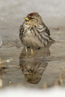 BUITEN BEELD Foto: 53591