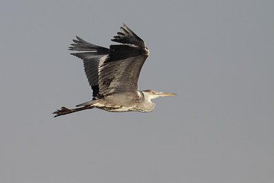 BUITEN BEELD Foto: 53597
