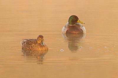 BUITEN BEELD Foto: 53642