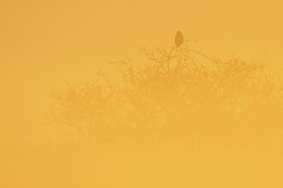 BUITEN BEELD Foto: 53644