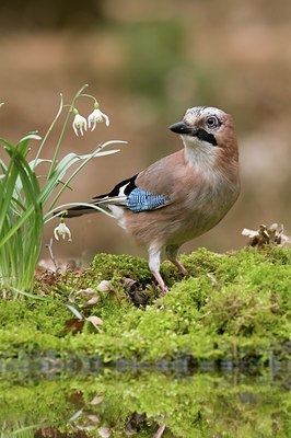 BUITEN BEELD Foto: 53720