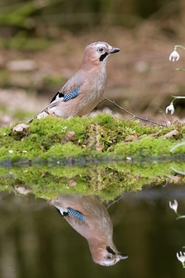 BUITEN BEELD Foto: 53721