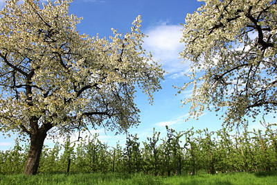 BUITEN BEELD Foto: 53722