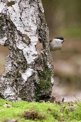 BUITEN BEELD Foto: 53740