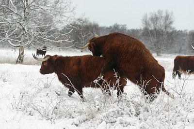 BUITEN BEELD Foto: 53778