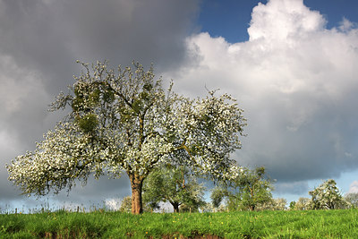 BUITEN BEELD Foto: 53813