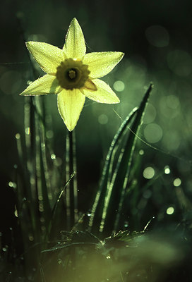 BUITEN BEELD Foto: 53824