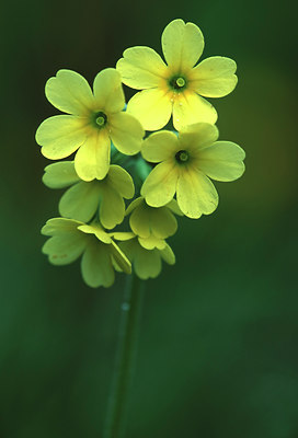 BUITEN BEELD Foto: 53832