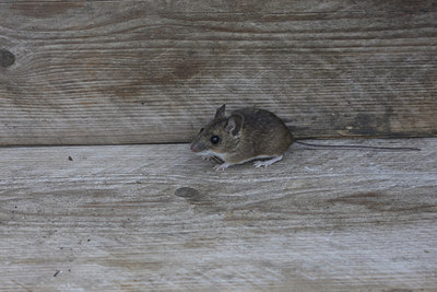 BUITEN BEELD Foto: 53843