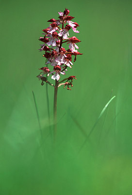 BUITEN BEELD Foto: 53846