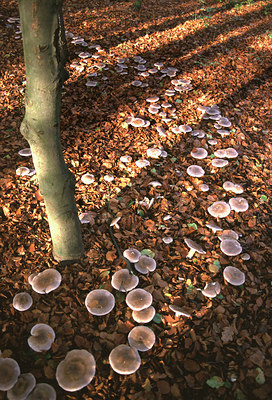 BUITEN BEELD Foto: 53849
