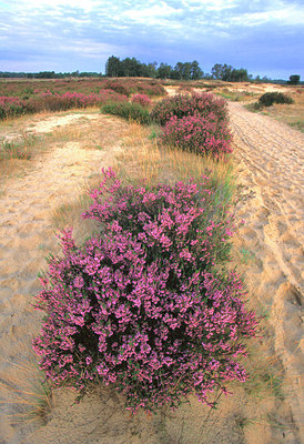 BUITEN BEELD Foto: 53852