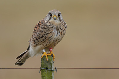 BUITEN BEELD Foto: 53857