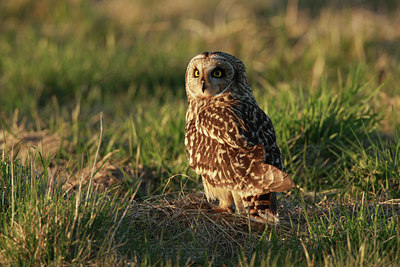 BUITEN BEELD Foto: 53890