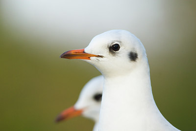 BUITEN BEELD Foto: 53901