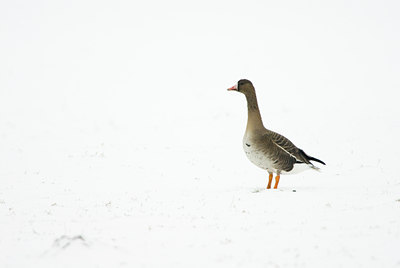 BUITEN BEELD Foto: 53907