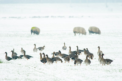 BUITEN BEELD Foto: 53908