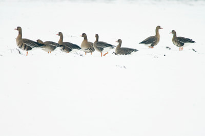 BUITEN BEELD Foto: 53909
