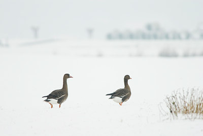 BUITEN BEELD Foto: 53910