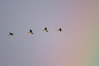 BUITEN BEELD Foto: 53914