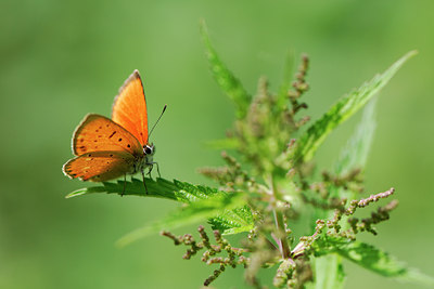 BUITEN BEELD Foto: 53917