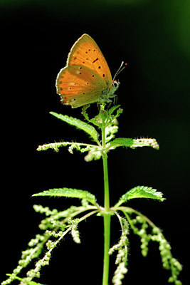 BUITEN BEELD Foto: 53918