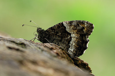 BUITEN BEELD Foto: 53921