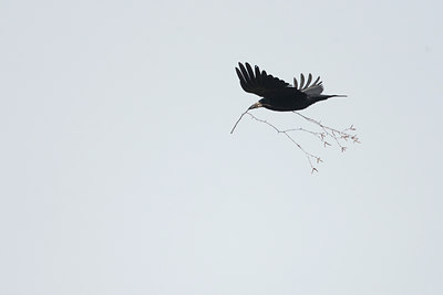 BUITEN BEELD Foto: 53924