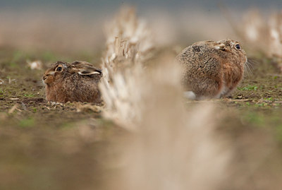 BUITEN BEELD Foto: 53926