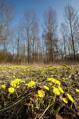 BUITEN BEELD Foto: 53941