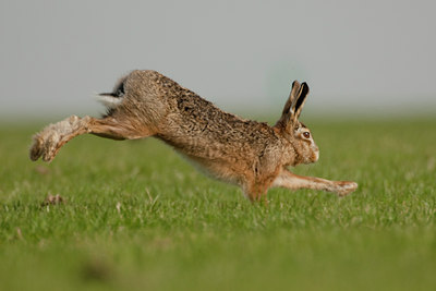 BUITEN BEELD Foto: 53948