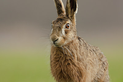 BUITEN BEELD Foto: 53954