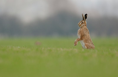 BUITEN BEELD Foto: 53957