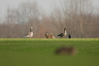 BUITEN BEELD Foto: 53958