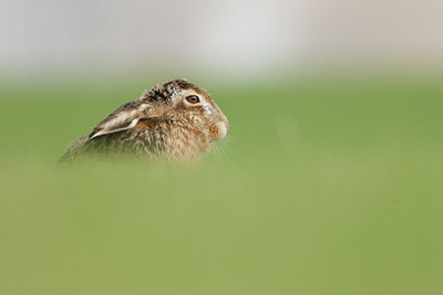 BUITEN BEELD Foto: 53959