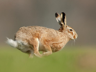 BUITEN BEELD Foto: 53960