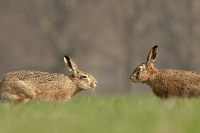 BUITEN BEELD Foto: 53961