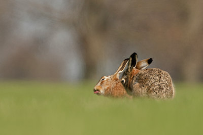 BUITEN BEELD Foto: 53962