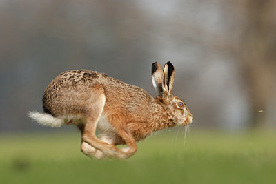 BUITEN BEELD Foto: 53964